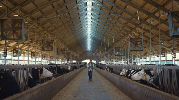 Livestock worker walking barn hold clipboard. Holstein cows eating in feedlots.