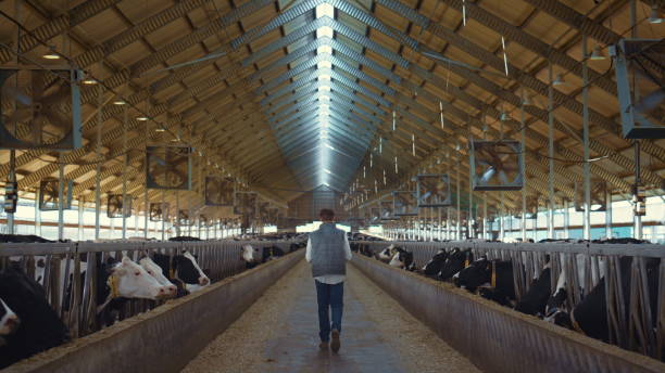 istock Dairy farm worker control animal care process. Holstein cows eating in feedlots. 1467088179