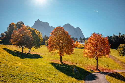 Panorama landscape fall scenery view of multi-colored pine woodland, footpath leading into forest, mountains and blue skyon background in Alp Di Suisi, Dolomites, Italia