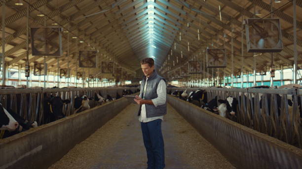 istock Farm engineer work cowshed holding clipboard. Businessman check animals closeup 1467088258