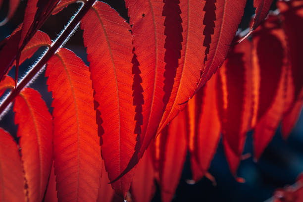 A close-up shot of an autumn season deciduous or sumac tree branch with red colour leaves growing in the middle of a well-maintained orchard seen on a