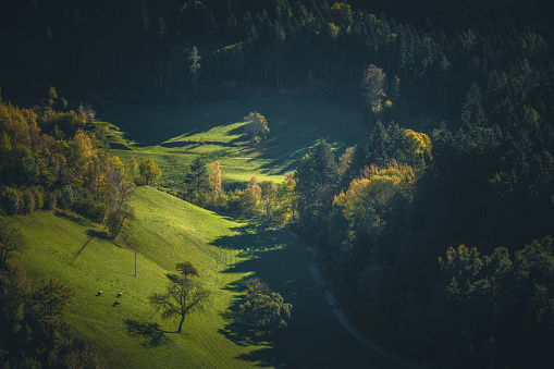 Nature landscape at sunrise on a misty morning in the yellow autumn grass hills with sun rays, fog and sunbeams through pine trees and cabins in Alpe di Siusi or Seiser Alm area at beautiful sunset, Dolomites mountain, Italia