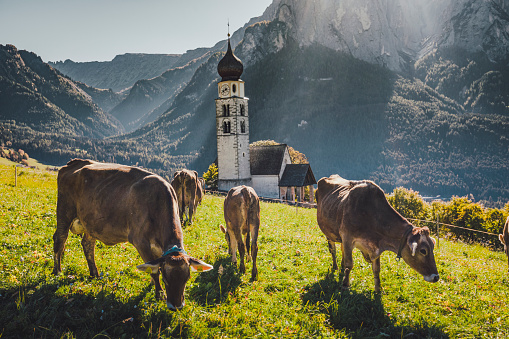Cows or cattle grazing on a green meadow field against landscape view of St. Valentin  Castelrotto Kastelruth Village Church on a sunny spring day with white flowers in the middle of a green valley surrounded by the Schlern mountains of the Italian Alps, Alto Adige, Italia