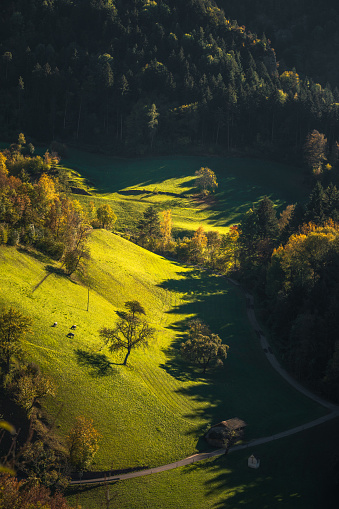 Nature landscape at sunrise on a misty morning in the yellow autumn grass hills with sun rays, fog and sunbeams through pine trees and cabins in Alpe di Siusi or Seiser Alm area at beautiful sunset, Dolomites mountain, Italia