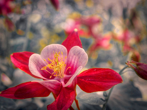A lone red Columbine flower rests in the foreground. The background is softly focused Columbine flowers with gray foliage.