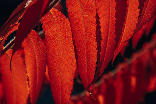 Japanese maple tree leaves, Red maple leaves on a sunny autumn day ,Close-up of Japanese maple leaves