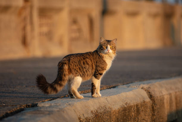 istock Stray tabby cat is standing on the ground at sunset. 1467088341