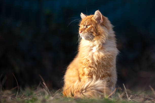 istock Portrait of yellow stray cat. 1467088509
