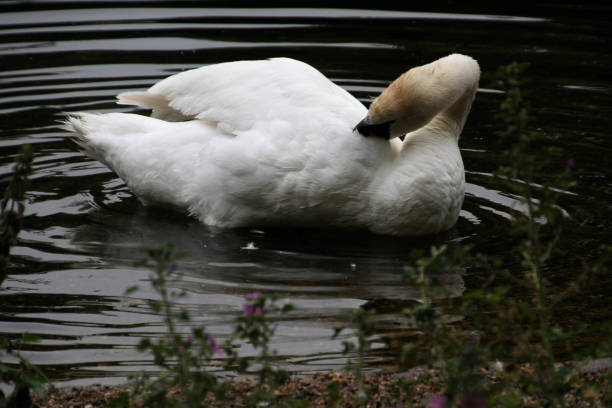 istock A view of a Mute Swan 1467088881