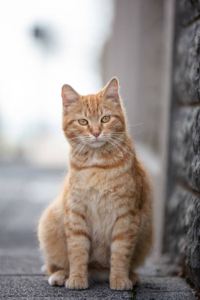 istock Portrait of yellow stray cat. 1467088927