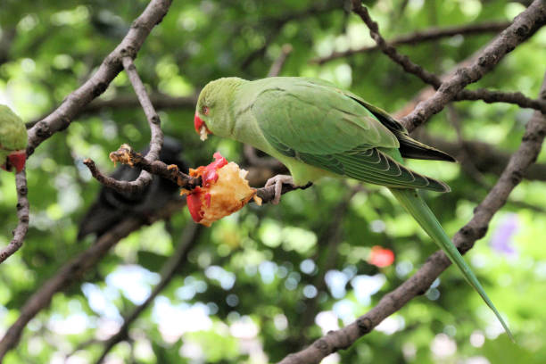 Rose-ringed parakeet  in a cherry tree in a private garden in Rome.