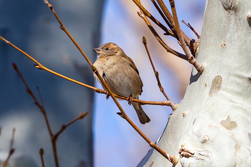 Sparrow on a tree branch.  Small bird.  Bird in danger of extinction.  Wild life.