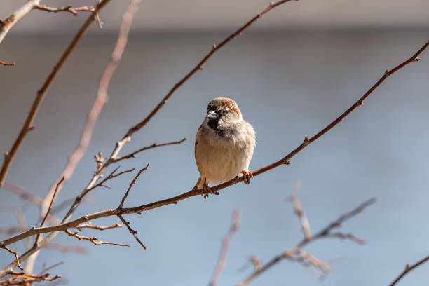Daytime rear view close-up of a single male house sparrow (Passer domesticus) perched in an apple tree on a sunny spring day