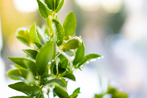 Citrus House plant