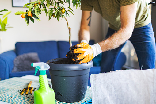 Adult man potting citrus house plant