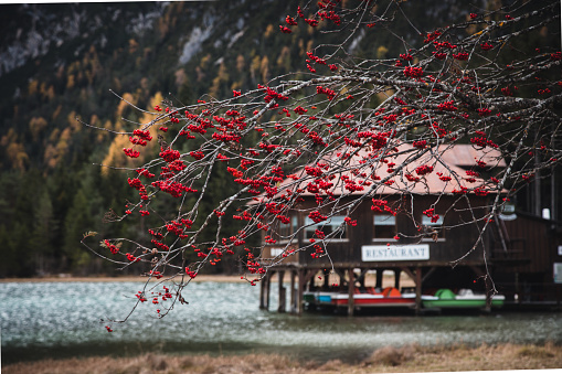 Red colour viburnum opulus or guelder rose berries on a bush of tree on a autumn day and the Dobbiaco lake, Trentino Alto Adige, South Tirol, European Alps, Italia, Europe.