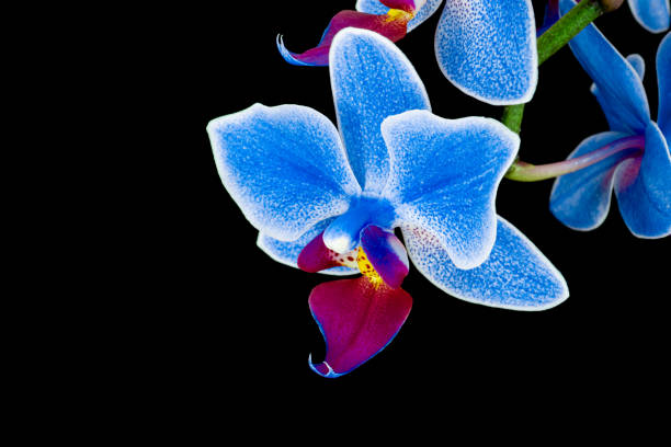 istock Blue phalaenopsis orchid flower bloomed on black background. Wedding background, Valentine's day concept. There is space for text 1467097465