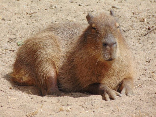 istock a capybara is sitting on the ground 1467097827