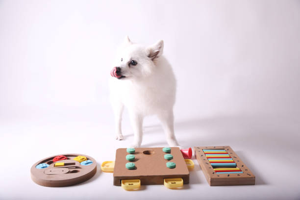 istock Dog playing Intellectual game. Training game for dogs. 1467099667