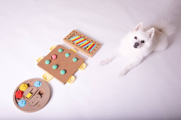 istock Dog playing Intellectual game. Training game for dogs. 1467099821