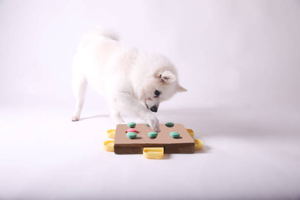 istock Dog playing Intellectual game. Training game for dogs. 1467099885