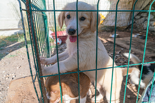 Puppy behind wire