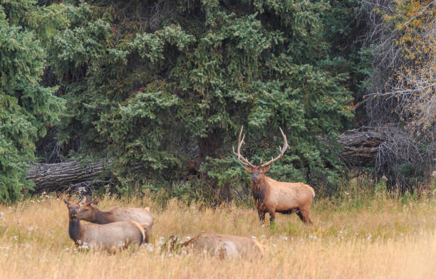 istock Bull Elk with Cows During the Fall Rut in Wyoming 1467102308
