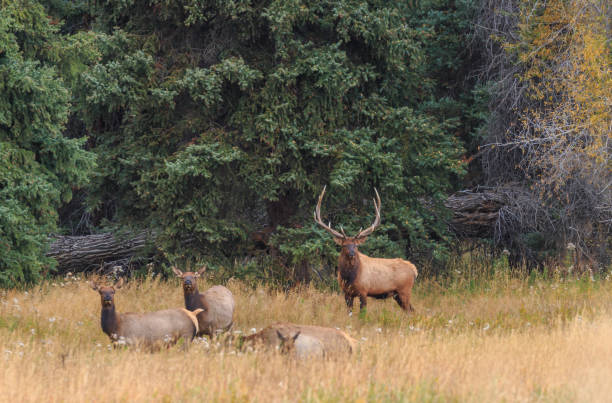 istock Bull Elk with Cows During the Fall Rut in Wyoming 1467102339