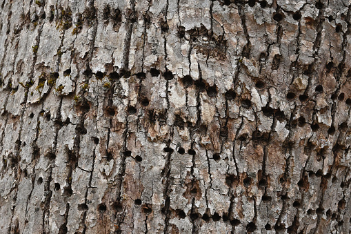 American basswood bark (Tilia americana) with yellow-bellied sapsucker holes. A tree of eastern North America, also known as the American linden. Taken in Connecticut.