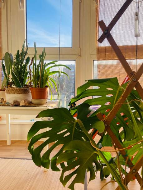 istock Still life on a winter garden in Berlin 1467105494