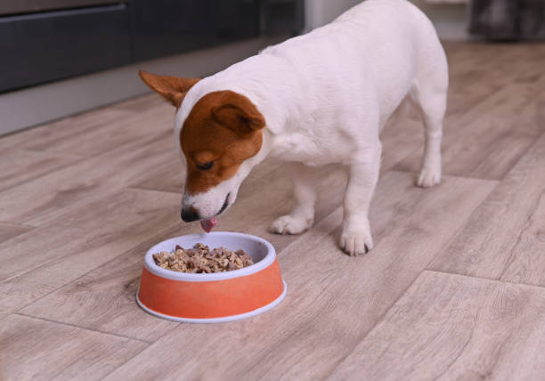 istock jack russell terrier eats food from a bowl 1467110042