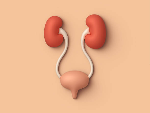 Human Kidneys and Bladder Internal Organ Design Element Human kidneys and bladder and urethra internal organ 3D design element illustration concept. bladder stock pictures, royalty-free photos & images