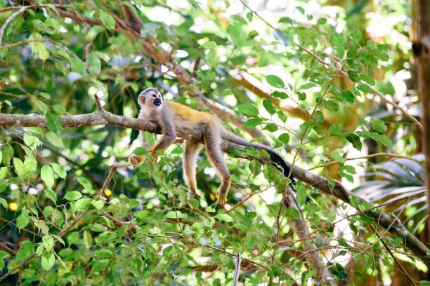 scimmia dello scoiattolo che appende all'albero in costa rica - penisola di nicoya foto e immagini stock