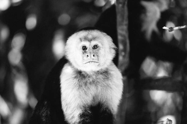 A male capuchin monkey looks directly at the camera with a pensive expression. Photo was taken in Manuel Antonio National Park in Costa Rica. Note that this animal is in the wild and is not in captivity.