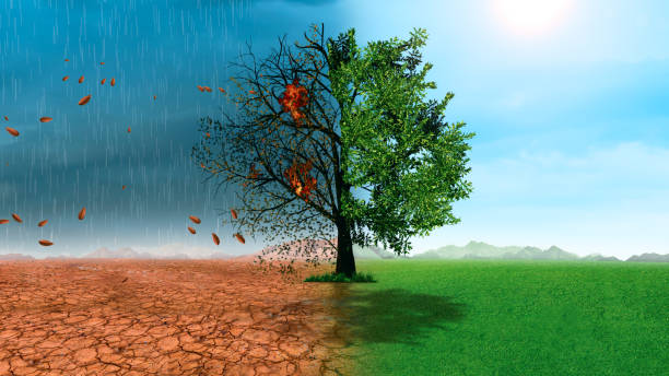 arbre à moitié vivant et à moitié mort debout dans les zones de paysage, le concept de climat a changé et le réchauffement climatique - autumn oak tree sun photos et images de collection