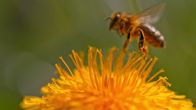 SPEED RAMP ECU Bee flies off after it pollinates a dandelion