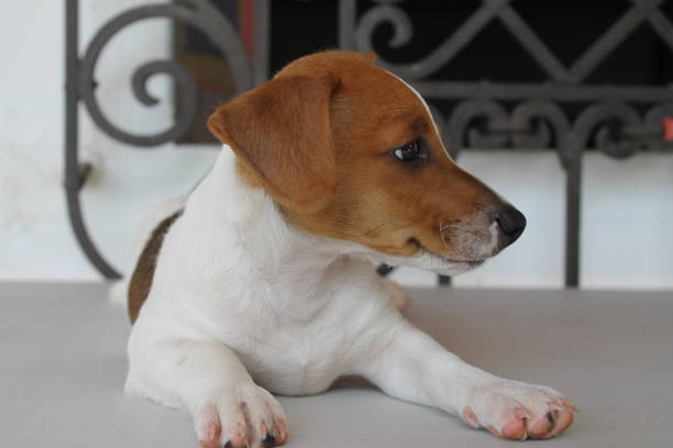 istock Portraying puppy 1467114237