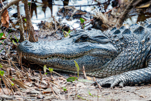 zbliżenie aligatora amerykańskiego profil głowy - american alligator zdjęcia i obrazy z banku zdjęć