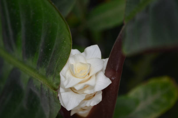 istock Waxy White Tropical Flower Blooming and Flowering 1467116779