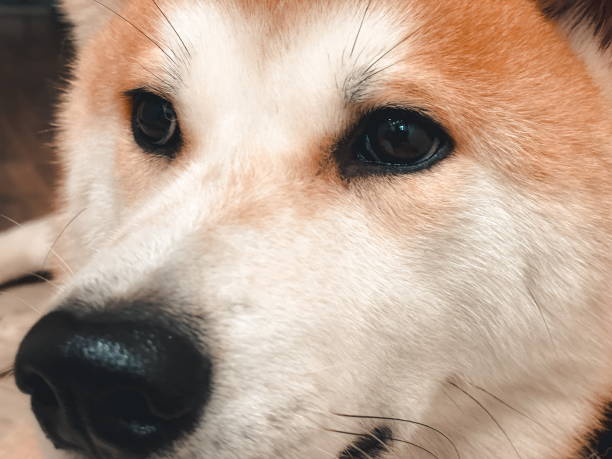istock Japanese dog. Akita-inu. 1467116843