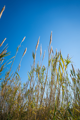 Reeds bamboo against a clear blue sky in the sun,