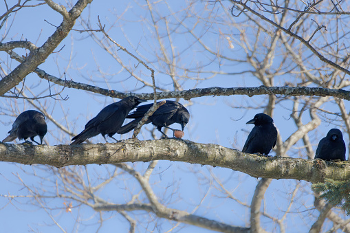 A small flock of American Crows (Corvus brachyrhynchos) in a tree