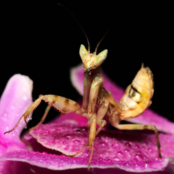 istock Hunting Flower mantis (Creobroter sp) in flower 1467118742