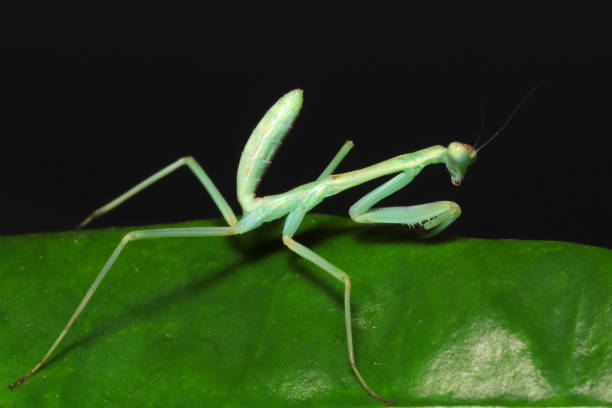 istock Hunting Zebra mantis (Omomantis zebrata) on green leave 1467118773
