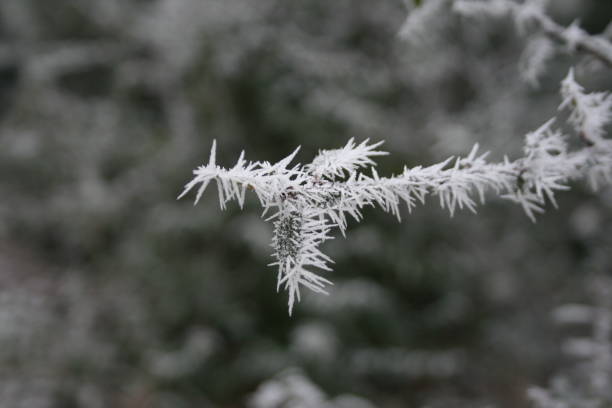 istock Winter in the Arctic and Antarctic 1467118935