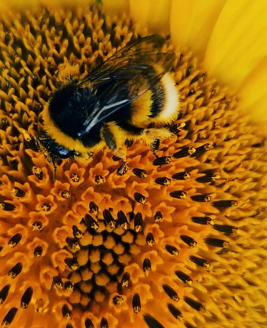 Close-up of a bumblebee foraging a sunflower