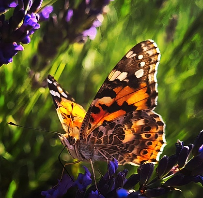 Butterfly on a strand of lavender in a lavender field