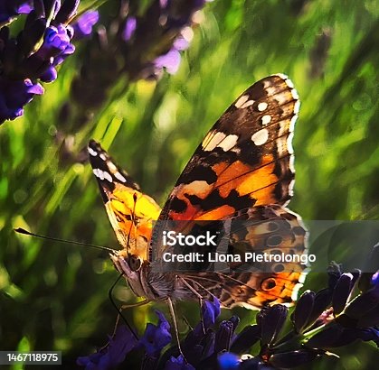 istock Butterfly on a strand of lavender in a lavender field 1467118975
