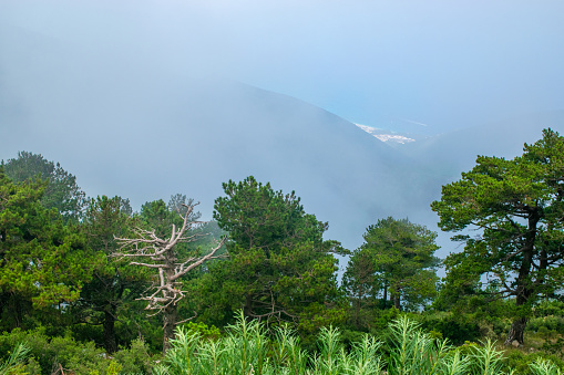 Dry pine-flag or pisha flamur is one of the attractions of Albania and Logar Park, which grows only in these places. White fog high in mountains on pass. View from the highlands. Albania.