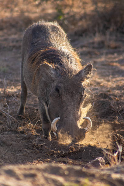 istock Warthog in the savannah 1467124180